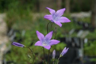 Campanula patulaWeideklokje bestellen